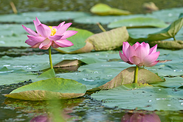 Image showing Sacred lotus flower living fossil (close up)