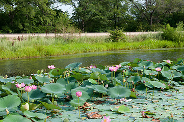 Image showing Lake of overgrown with blooming lotus