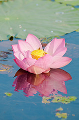 Image showing Sacred lotus flower living fossil (close up)