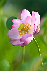 Image showing Sacred lotus flower living fossil (close up)