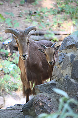 Image showing A couple barbary sheeps