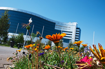 Image showing Flowers and office building