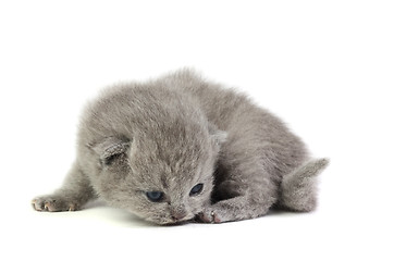 Image showing Little kitten