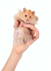 Image showing Funny hamster in the hand