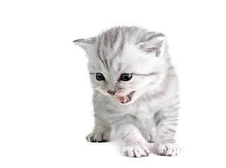 Image showing Little kitten looking