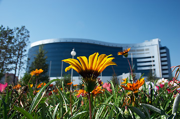 Image showing Flowers and office building