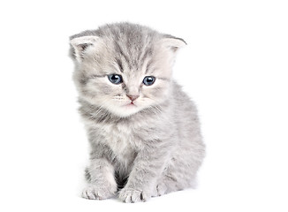 Image showing Little kitten sitting