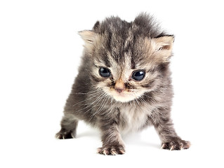 Image showing Little kitten isolated