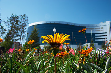 Image showing Flowers and office building
