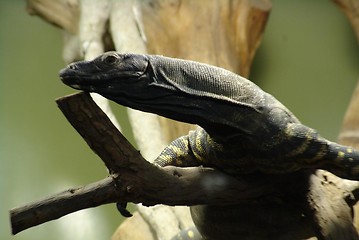 Image showing CLOSE UP OF LIZARD