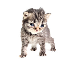 Image showing Little kitten isolated