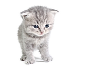 Image showing Little kitten looking