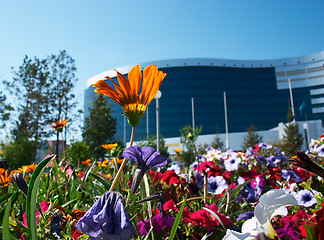 Image showing Flowers and office building