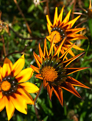 Image showing Gaillardia