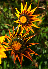 Image showing Gaillardia