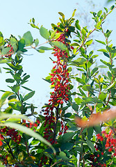 Image showing Barberry