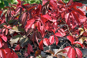 Image showing Red leaves