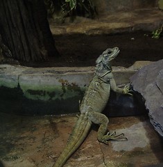 Image showing IGUANA