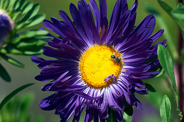 Image showing Aster