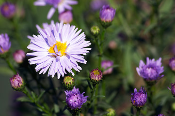 Image showing Chrysanthemum