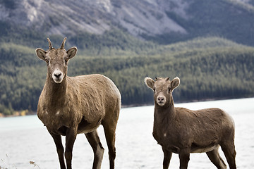 Image showing Rocky Mountain Sheep