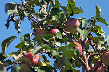 Image showing Red apples