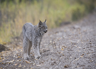 Image showing Rocky Mountain Lynx