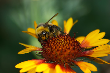 Image showing Bumblebee by Gaillardia