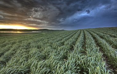 Image showing Newly planted crop