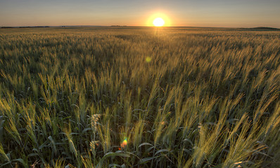 Image showing Prairie Grass Crop Sunset