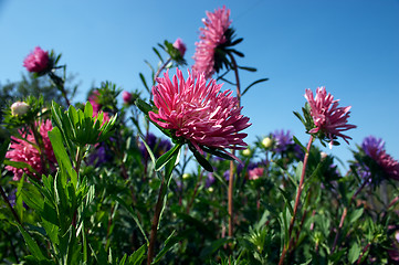 Image showing Aster