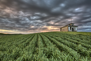 Image showing Newly planted crop