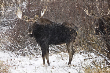 Image showing Bull Moose in Winter