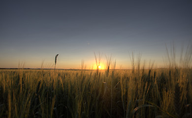 Image showing Prairie Grass Crop Sunset