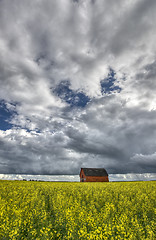 Image showing Canola Crop Canada