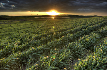 Image showing Newly planted crop