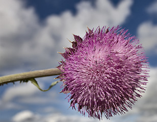 Image showing russian thistle and Blue Sky