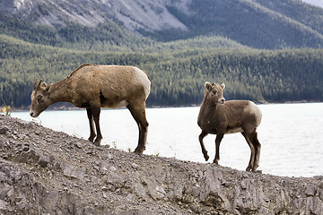 Image showing Rocky Mountain Sheep