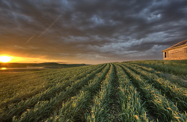 Image showing Newly planted crop