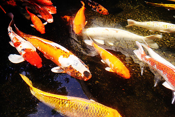 Image showing Giant goldfish