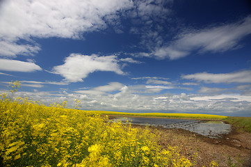 Image showing Slough pond and crop