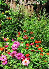 Image showing Wild flower garden