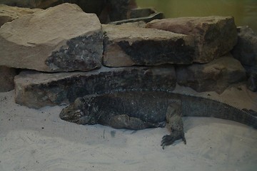 Image showing LIZARD