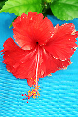 Image showing Red flower