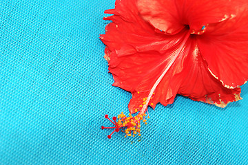 Image showing Red flower