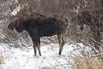 Image showing Bull Moose in Winter