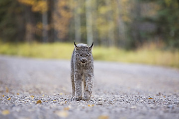 Image showing Rocky Mountain Lynx