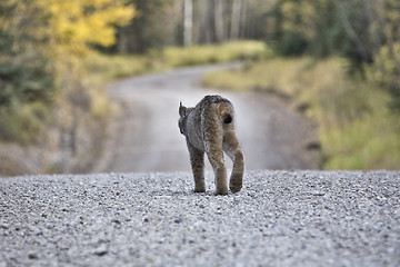 Image showing Rocky Mountain Lynx