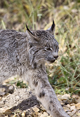 Image showing Rocky Mountain Lynx