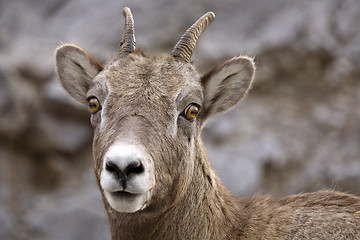 Image showing Rocky Mountain Sheep